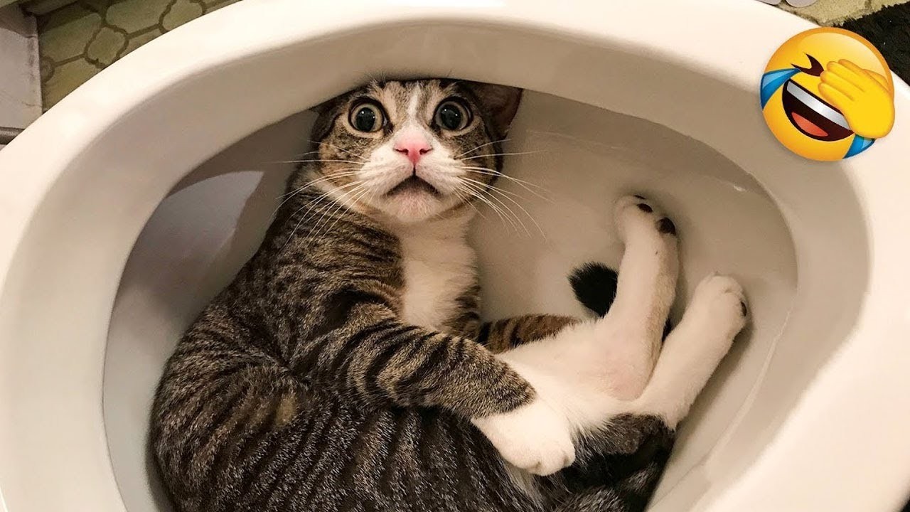Funniest Cats and Dogs Clips 2025😼🐶Try Not To Laugh😜